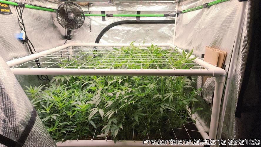 Chill Out OG - MrGrowIt - FabricPotScrog. Week 15
