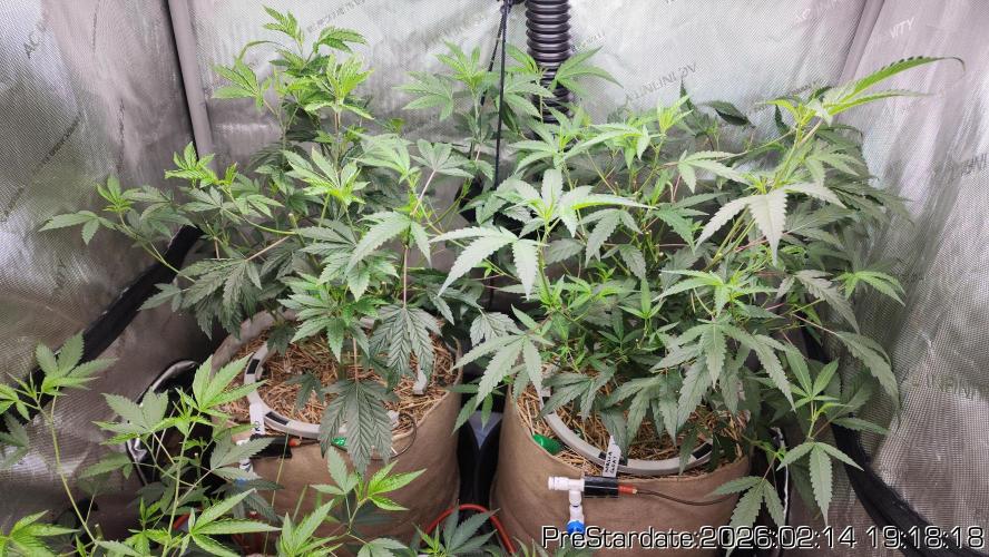 Chill Out OG - MrGrowIt - FabricPotScrog. Week 15