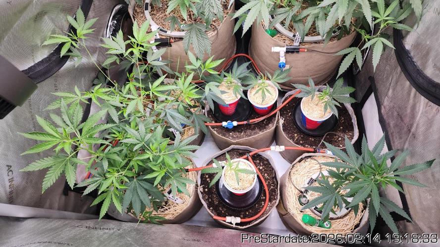 Chill Out OG - MrGrowIt - FabricPotScrog. Week 15