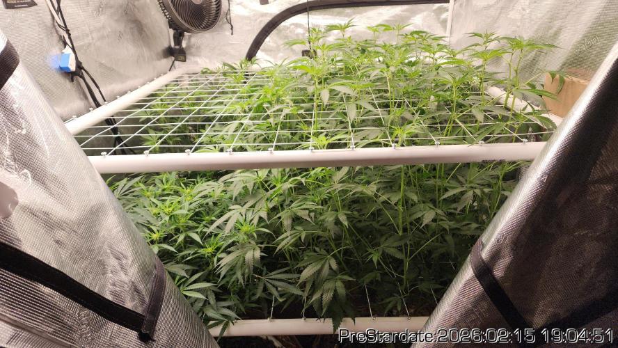 Chill Out OG - MrGrowIt - FabricPotScrog. Week 15