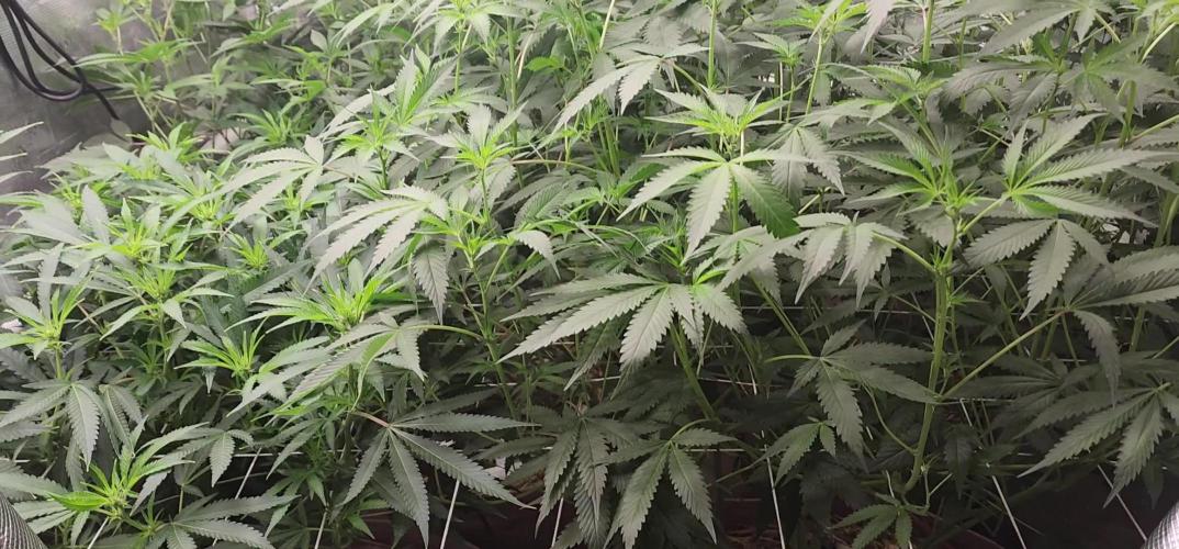 Chill Out OG - MrGrowIt - FabricPotScrog