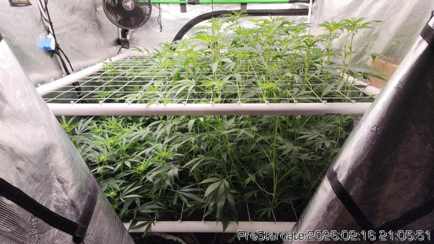 Chill Out OG - MrGrowIt - FabricPotScrog. Week 16