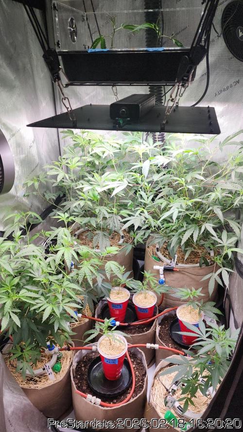 Chill Out OG - MrGrowIt - FabricPotScrog. Week 16