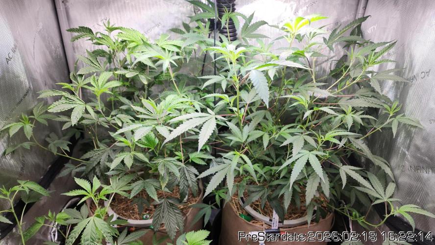Chill Out OG - MrGrowIt - FabricPotScrog. Week 16