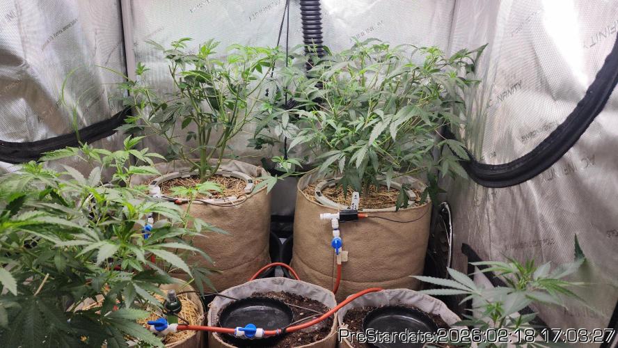 Chill Out OG - MrGrowIt - FabricPotScrog. Week 16