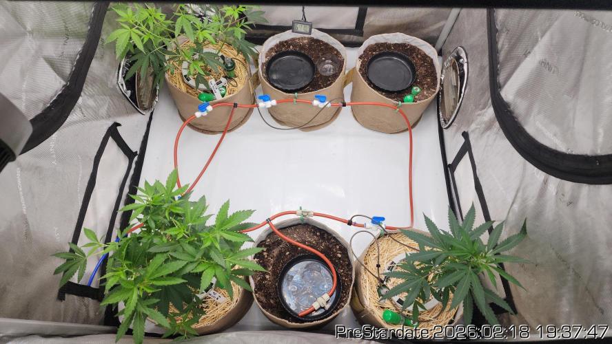 Chill Out OG - MrGrowIt - FabricPotScrog. Week 16