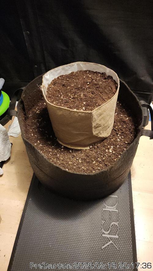 Chill Out OG - MrGrowIt - FabricPotScrog. Week 16