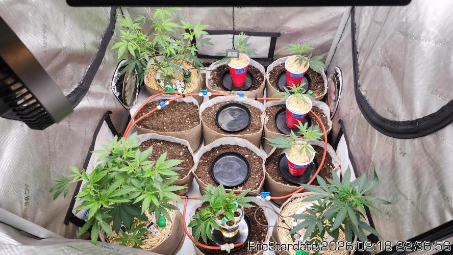 Chill Out OG - MrGrowIt - FabricPotScrog. Week 16