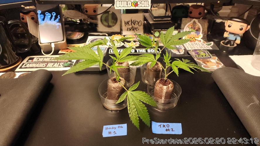 Chill Out OG - MrGrowIt - FabricPotScrog. Week 16
