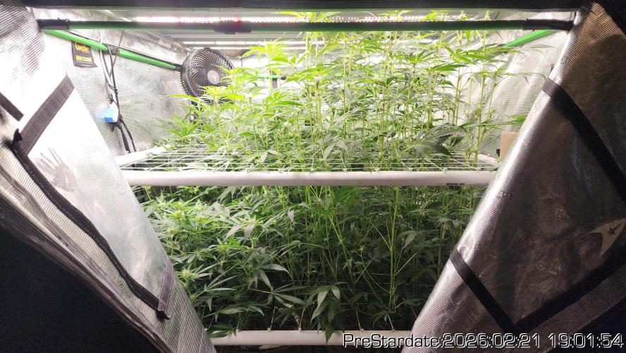 Chill Out OG - MrGrowIt - FabricPotScrog. Week 16