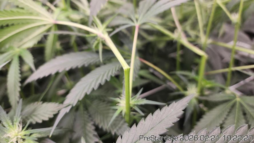 Chill Out OG - MrGrowIt - FabricPotScrog. Week 16