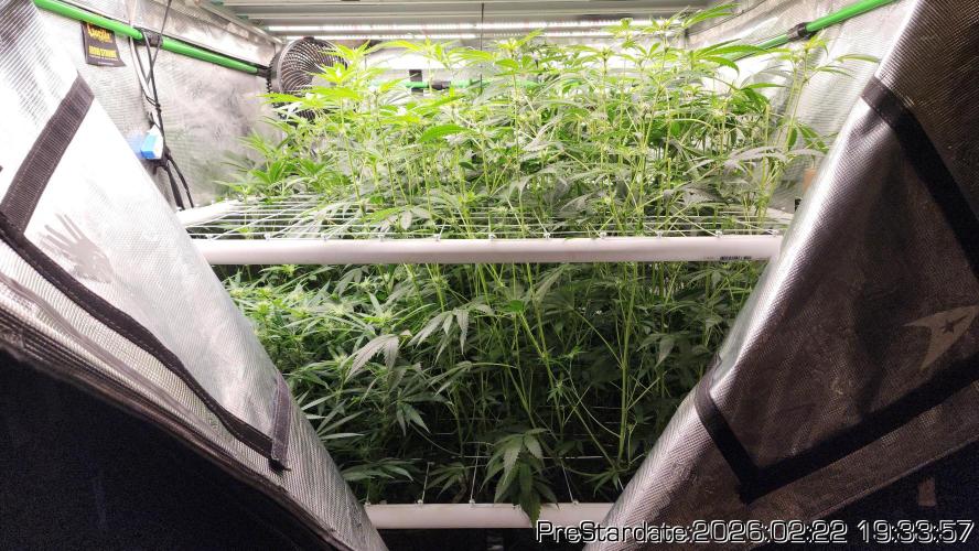 Chill Out OG - MrGrowIt - FabricPotScrog. Week 16