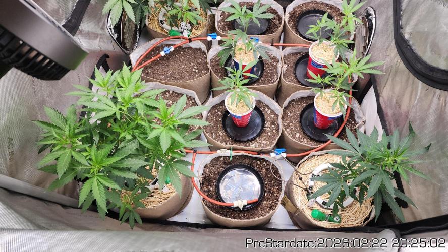 Chill Out OG - MrGrowIt - FabricPotScrog. Week 16