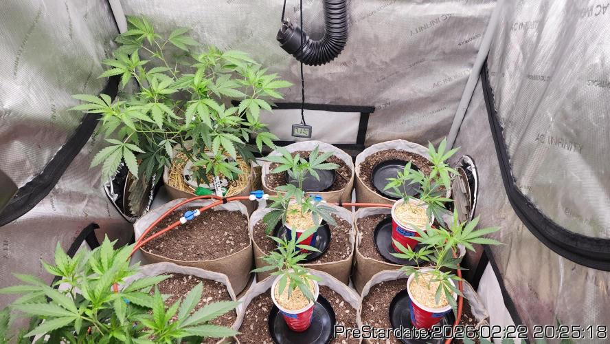 Chill Out OG - MrGrowIt - FabricPotScrog. Week 16