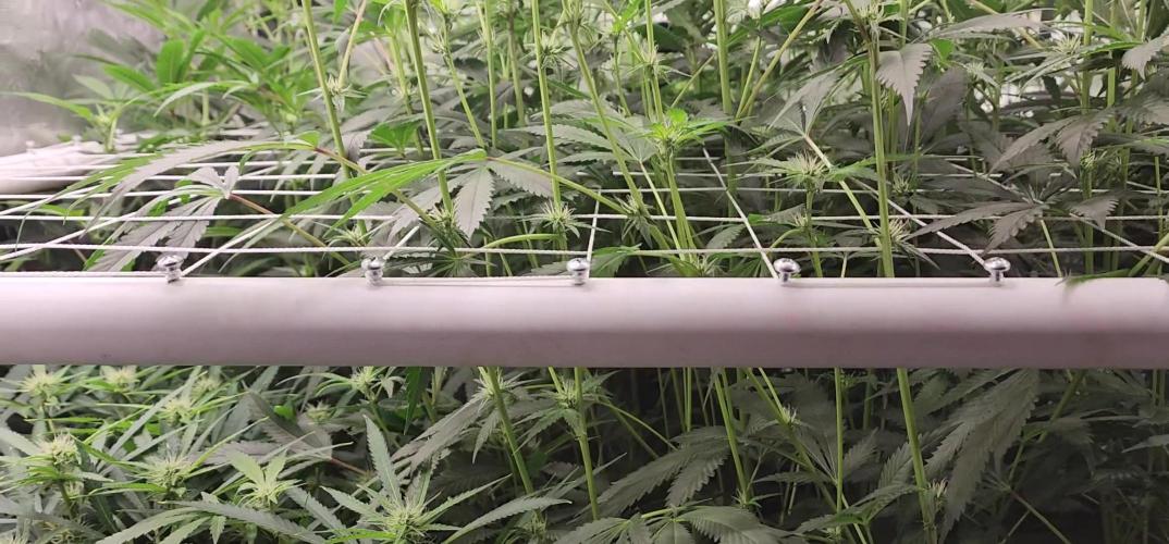Chill Out OG - MrGrowIt - FabricPotScrog