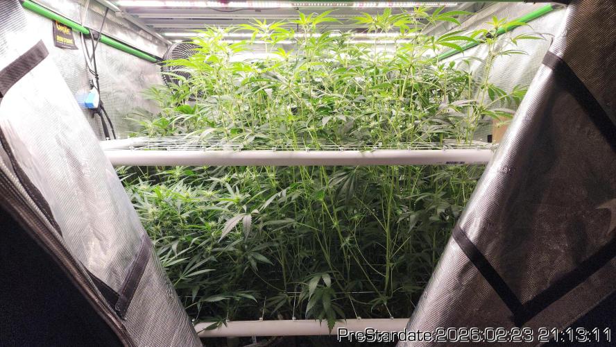 Chill Out OG - MrGrowIt - FabricPotScrog. Week 17