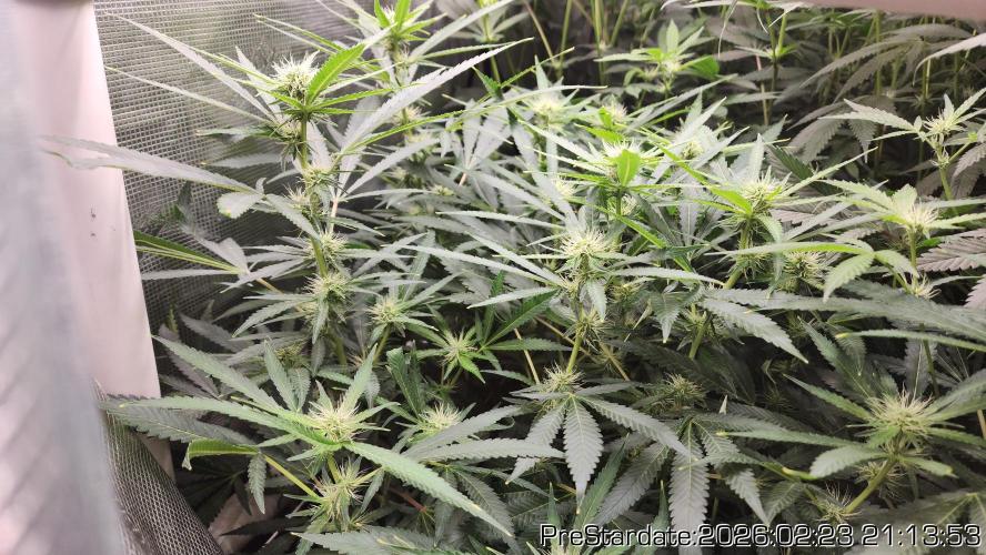 Chill Out OG - MrGrowIt - FabricPotScrog. Week 17