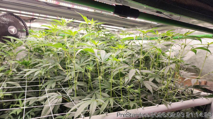Chill Out OG - MrGrowIt - FabricPotScrog. Week 17