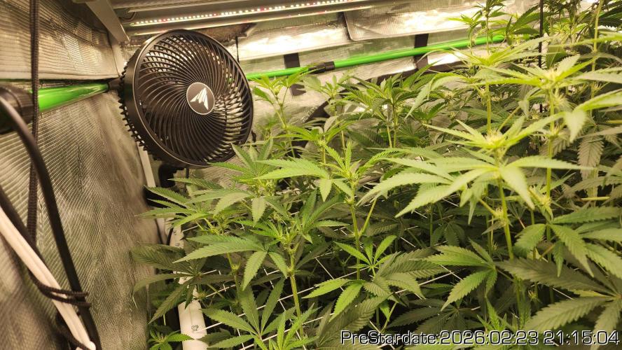 Chill Out OG - MrGrowIt - FabricPotScrog. Week 17