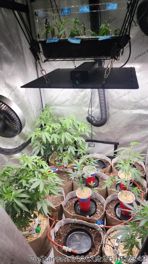 Chill Out OG - MrGrowIt - FabricPotScrog. Week 17