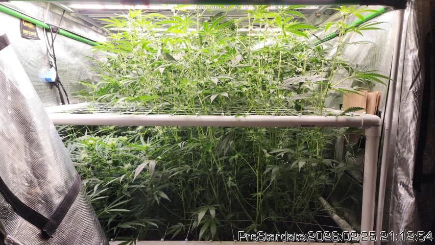 Chill Out OG - MrGrowIt - FabricPotScrog. Week 17