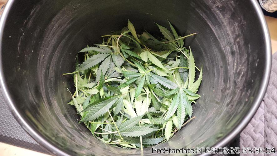 Chill Out OG - MrGrowIt - FabricPotScrog. Week 17