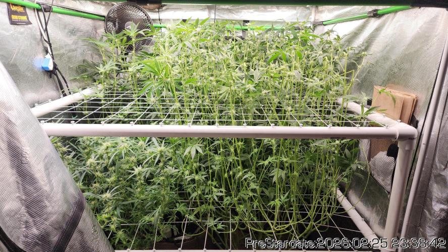 Chill Out OG - MrGrowIt - FabricPotScrog. Week 17