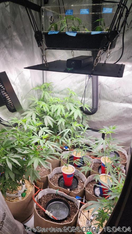 Chill Out OG - MrGrowIt - FabricPotScrog. Week 17