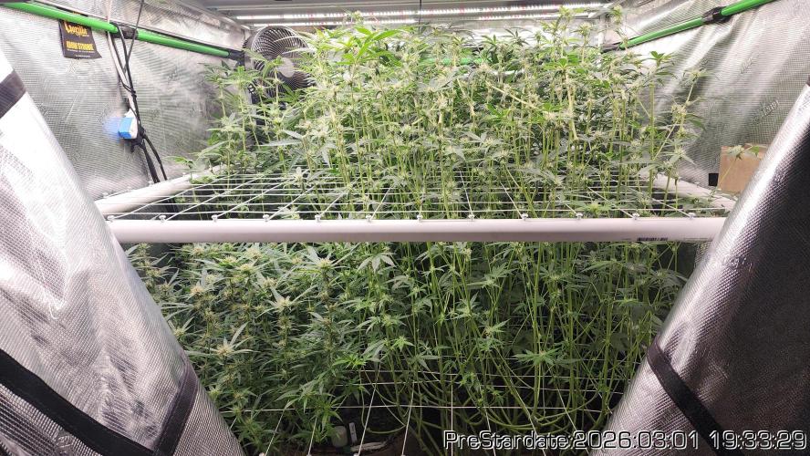 Chill Out OG - MrGrowIt - FabricPotScrog. Week 17