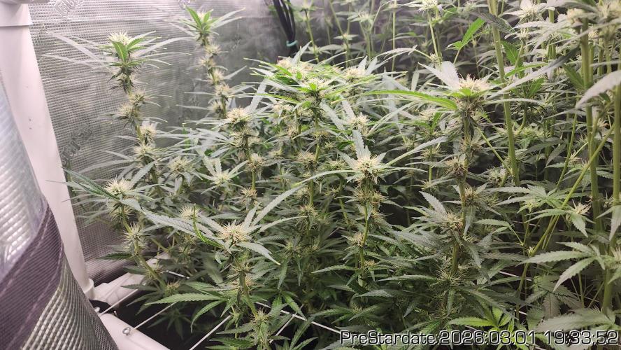 Chill Out OG - MrGrowIt - FabricPotScrog. Week 17