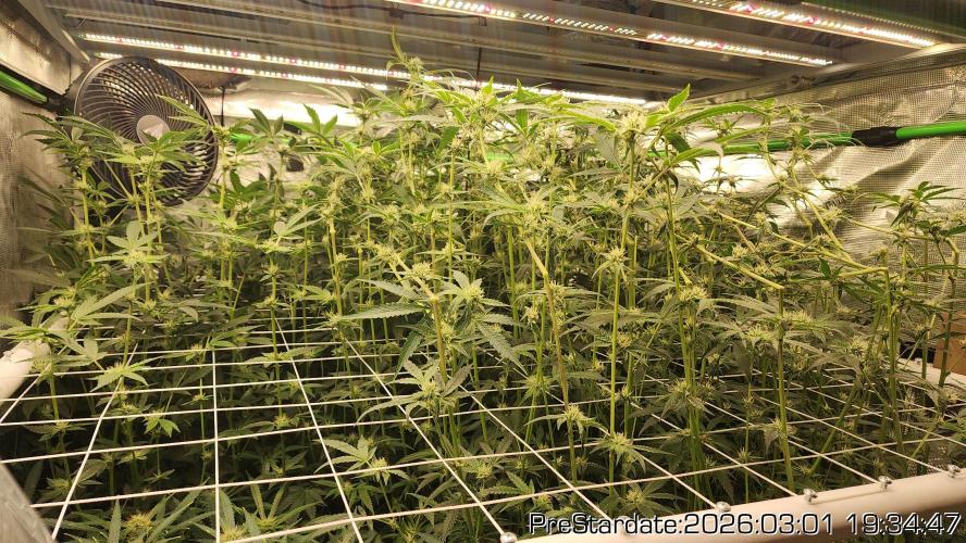 Chill Out OG - MrGrowIt - FabricPotScrog. Week 17