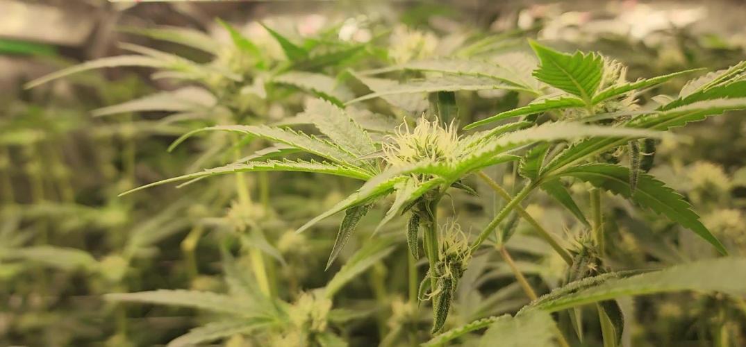 Chill Out OG - MrGrowIt - FabricPotScrog