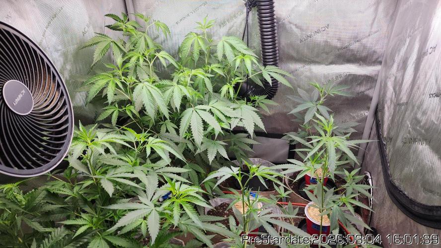 Chill Out OG - MrGrowIt - FabricPotScrog. Week 18