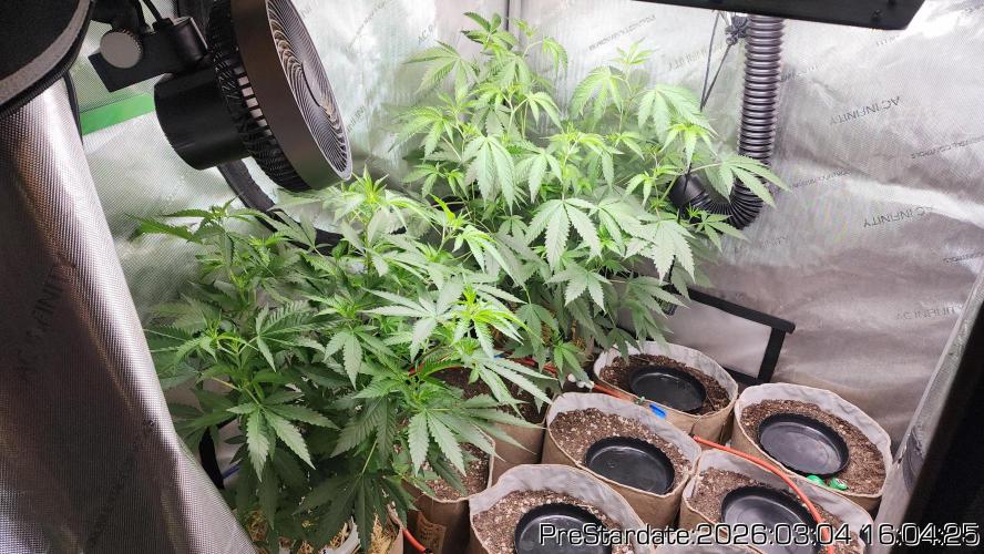 Chill Out OG - MrGrowIt - FabricPotScrog. Week 18