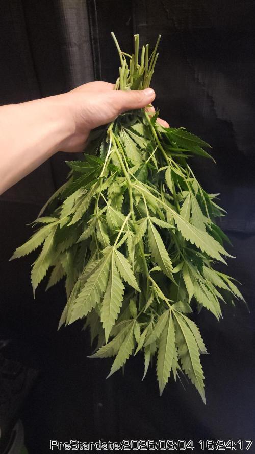 Chill Out OG - MrGrowIt - FabricPotScrog. Week 18