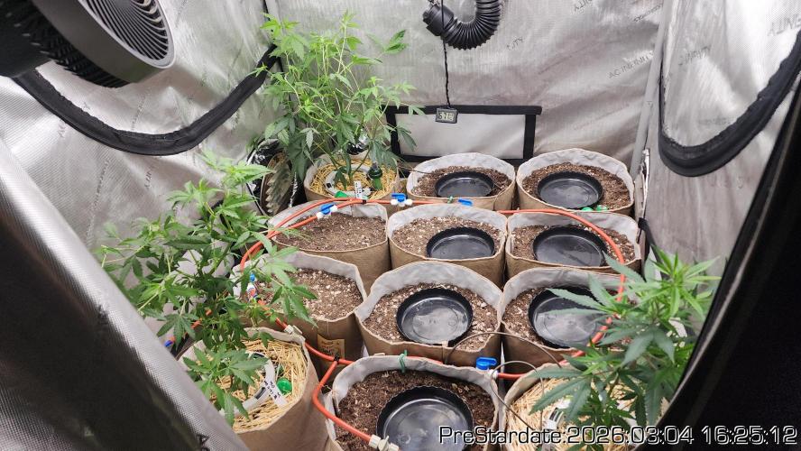 Chill Out OG - MrGrowIt - FabricPotScrog. Week 18