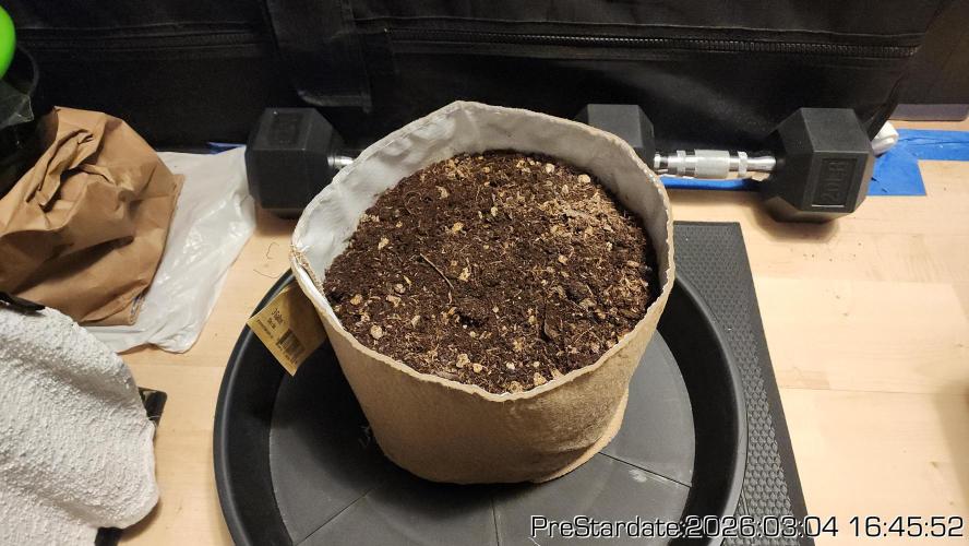 Chill Out OG - MrGrowIt - FabricPotScrog. Week 18