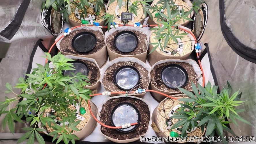 Chill Out OG - MrGrowIt - FabricPotScrog. Week 18