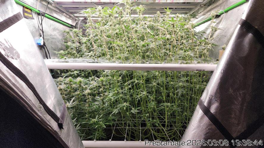 Chill Out OG - MrGrowIt - FabricPotScrog. Week 18