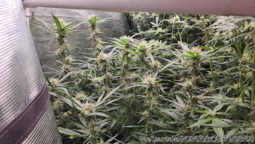 Chill Out OG - MrGrowIt - FabricPotScrog. Week 18