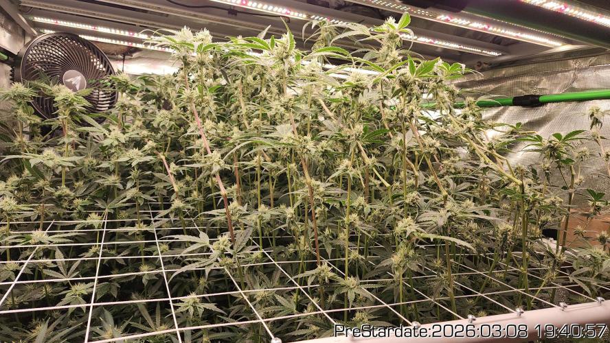 Chill Out OG - MrGrowIt - FabricPotScrog. Week 18