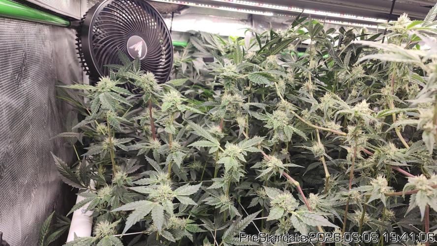 Chill Out OG - MrGrowIt - FabricPotScrog. Week 18