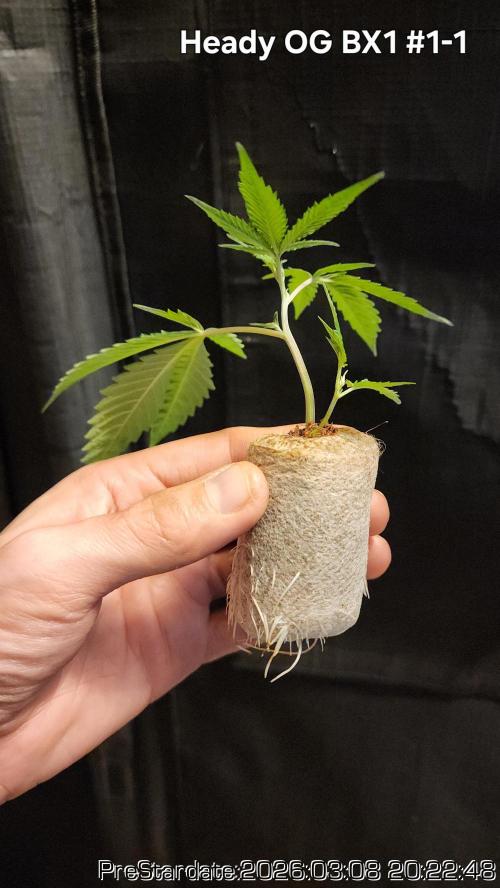 Chill Out OG - MrGrowIt - FabricPotScrog. Week 18