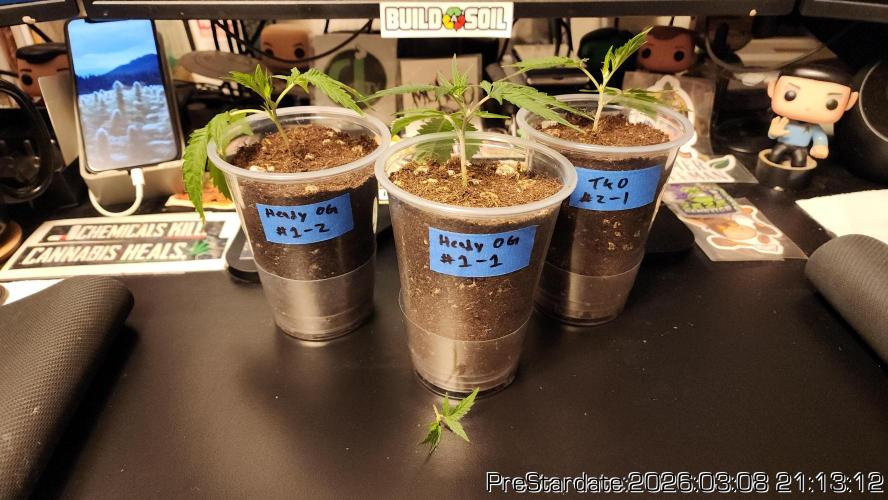 Chill Out OG - MrGrowIt - FabricPotScrog. Week 18