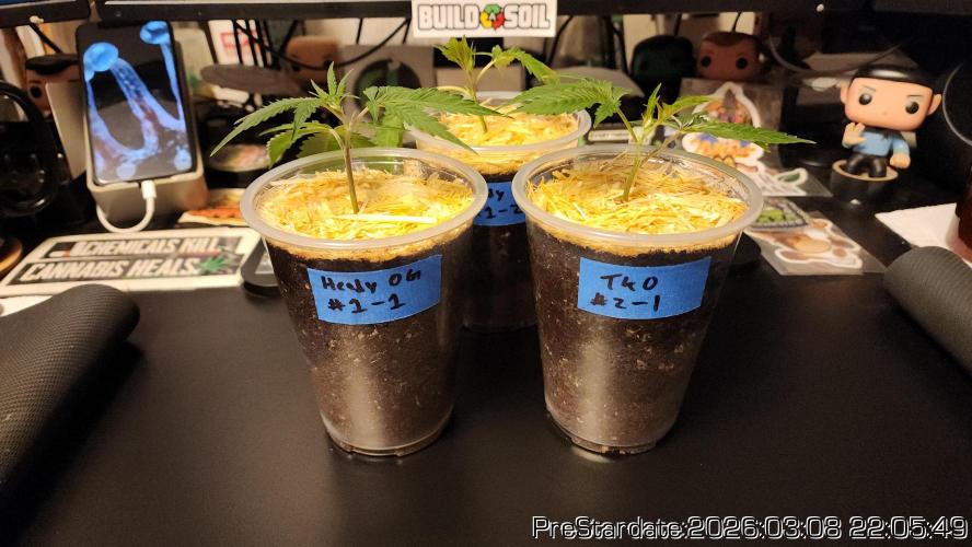 Chill Out OG - MrGrowIt - FabricPotScrog. Week 18