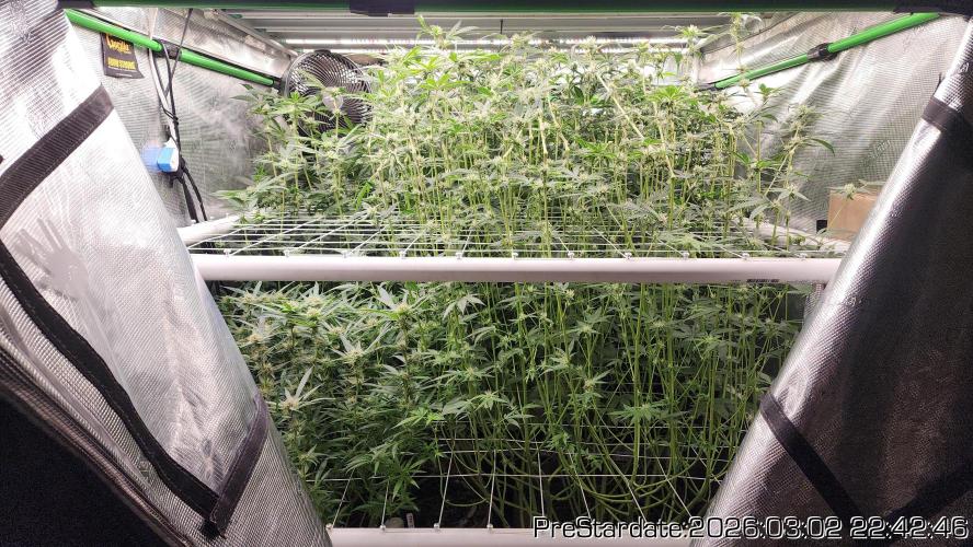 Chill Out OG - MrGrowIt - FabricPotScrog. Week 18