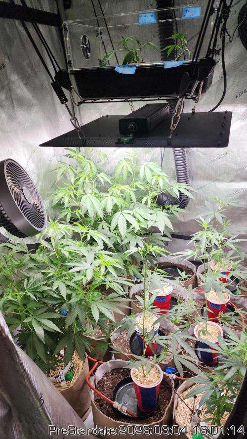 Chill Out OG - MrGrowIt - FabricPotScrog. Week 18
