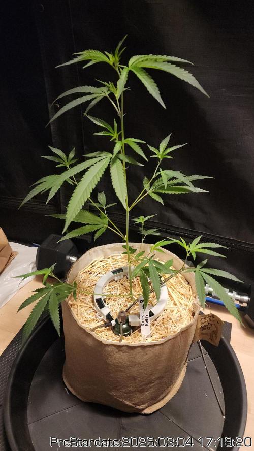 Chill Out OG - MrGrowIt - FabricPotScrog. Week 18