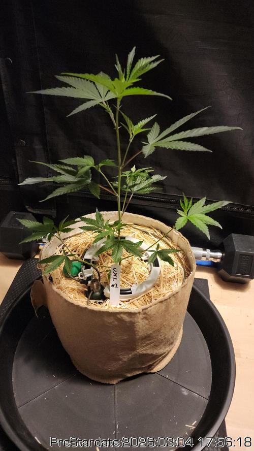 Chill Out OG - MrGrowIt - FabricPotScrog. Week 18