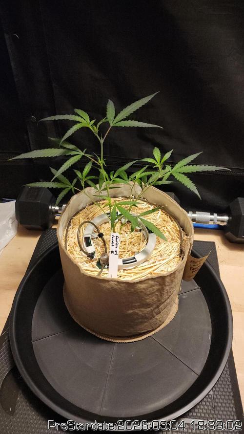 Chill Out OG - MrGrowIt - FabricPotScrog. Week 18